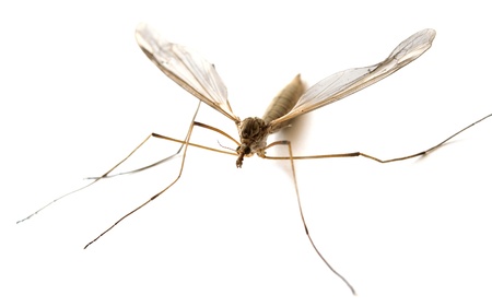 mosquito isolated on white backgroundの写真素材