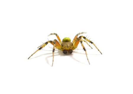 spider isolated on white backgroundの写真素材