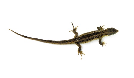 lizard is isolated on white background. Kind from aboveの写真素材