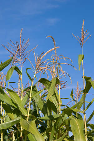 plantation of corn is on a background sky
