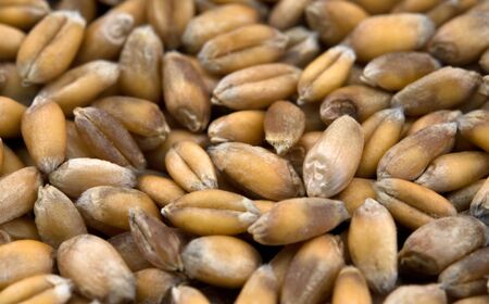 texture is from grains of gold wheat