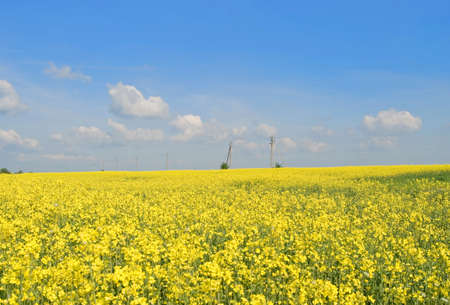 yellow flowers and blue sky