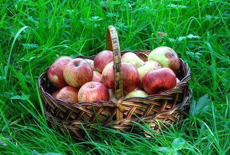 basket of apples with grass in the background