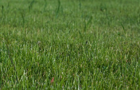 grass is green close up