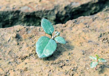 green plant growing from cracked earth