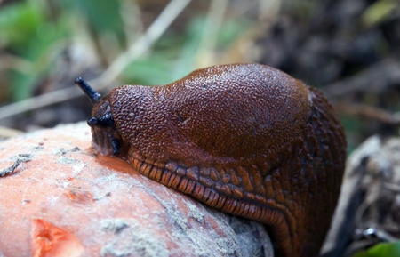 red slug approaching. Close up