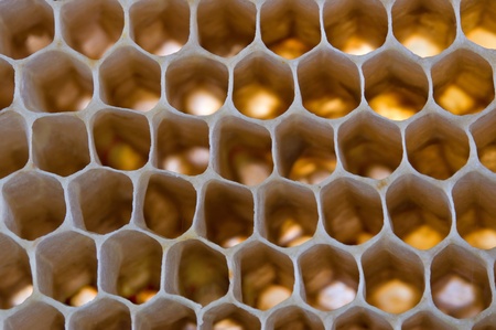 Texture. bee honeycombs close up