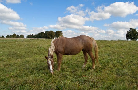 horse grazes on the fieldの写真素材