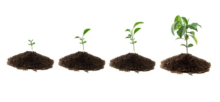 four plants lemon green and soil の写真素材