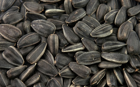 sunflower seed texture close upの写真素材