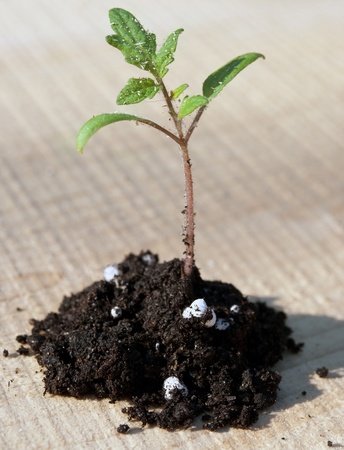 young green tomato growing from soilの写真素材