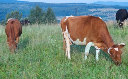 brown white cows on a pastureの写真素材