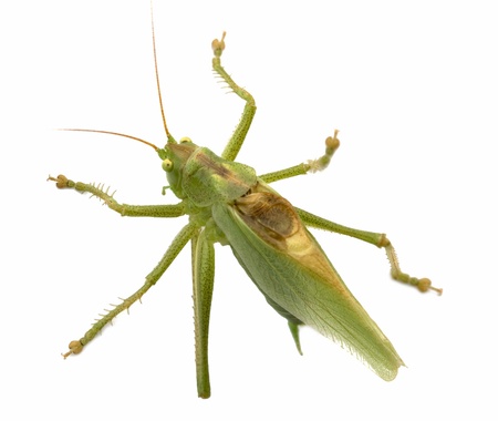 Locust isolated on white background