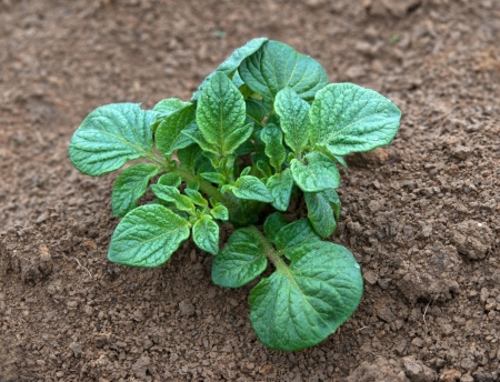 young potato plant growing on the vegetable bed の写真素材