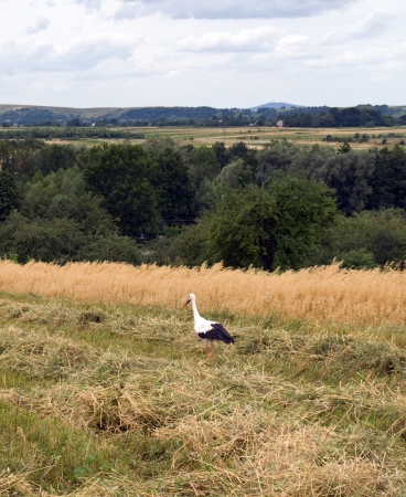 white stork on the wheat field in summerの写真素材