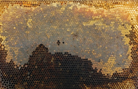 a bee honeycombs close up