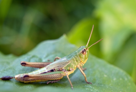 close up of the grasshopper on leafの写真素材