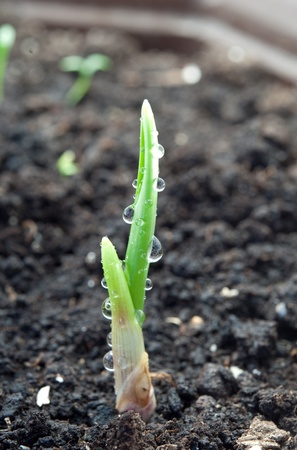 young green garlic growingの写真素材