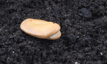 germinating bob seed close upの写真素材