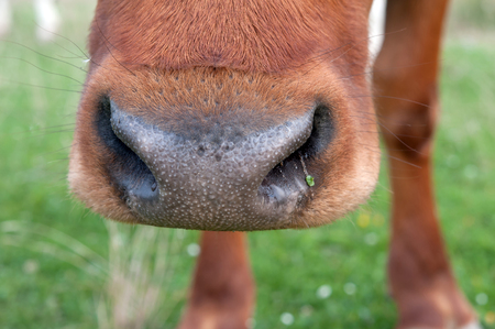 cow muzzle brown. Close upの写真素材