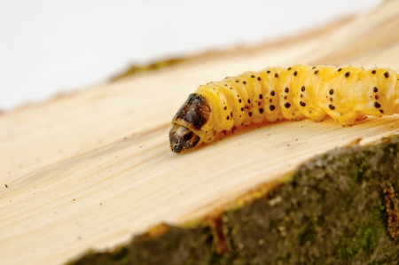 little woodworm lies on tree