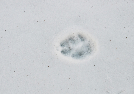 mark of a dog on snowの写真素材