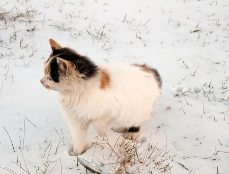cat on the snow close upの写真素材