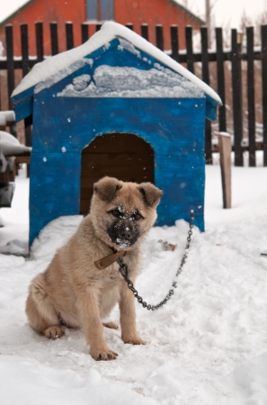 funny dog in the dog houseの写真素材