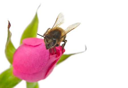 bee and pink rose isolated on whiteの写真素材