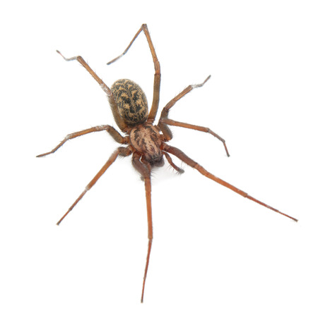 a spider isolated on white