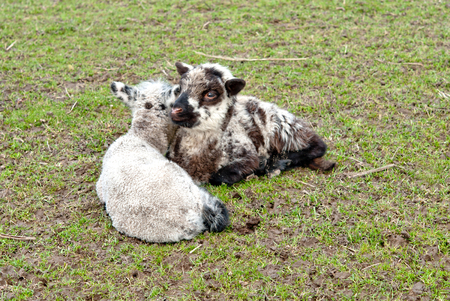 two lambs on green grassの写真素材
