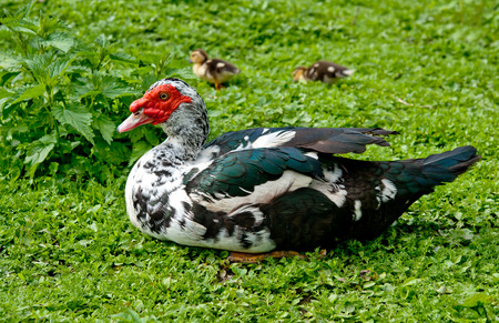 big Muscovy duck with chickens の写真素材