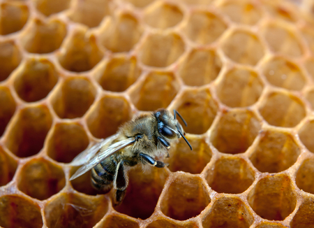 Close up view of the working bees on honeycells