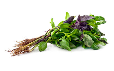 sweet basil isolated on white の写真素材