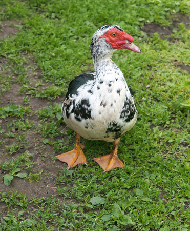 big Muscovy duck close up の写真素材