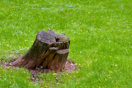 stump on the green grass in the forest の写真素材