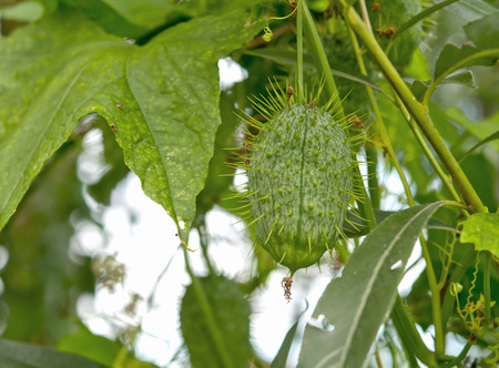 wild Cucumber (Echinocystis). Close upの写真素材