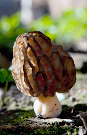 grey morel mushroom close upの写真素材