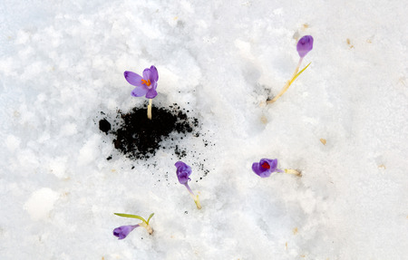 snowdrops crocus flowers in the snow thawの写真素材