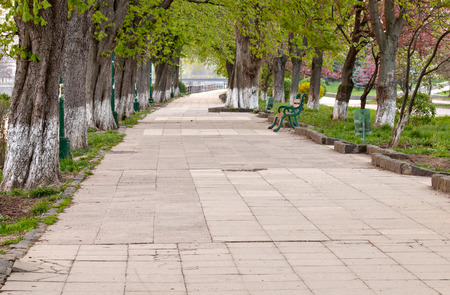 long tree alley with a disappearing footpathの写真素材
