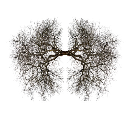 tree lungs isolated on whiteの写真素材