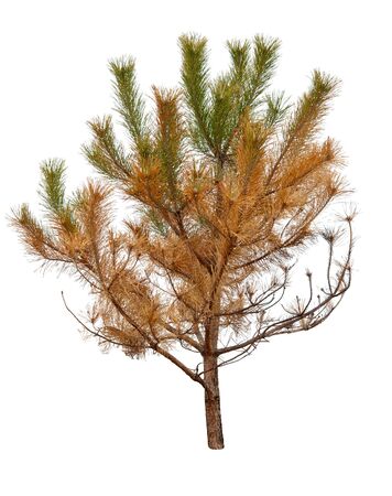 dry pine tree is isolated on a white backgroundの写真素材