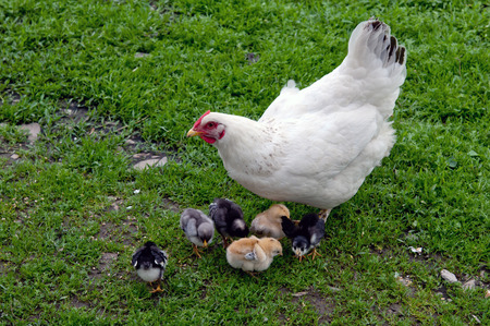 hen with chickens close upの写真素材