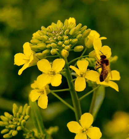 rapeseed flowers covered with dew in a fieldの写真素材
