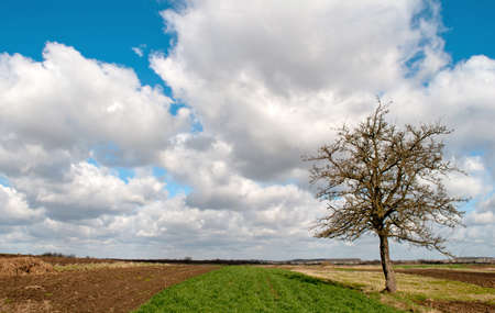 spring tree and blue skyの写真素材