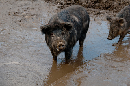 two black pig in bog. Close upの写真素材
