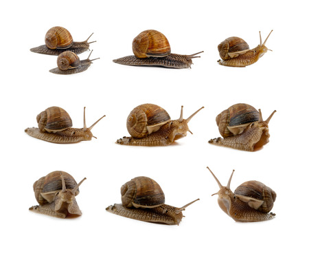 snails isolated on a white backgroundの写真素材