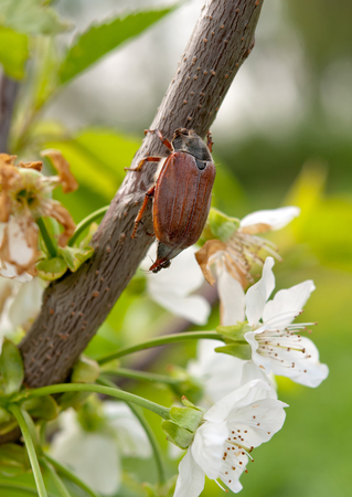 cherry blossom flower chafer on macro