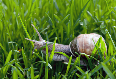 snail in the garden on the grassの写真素材