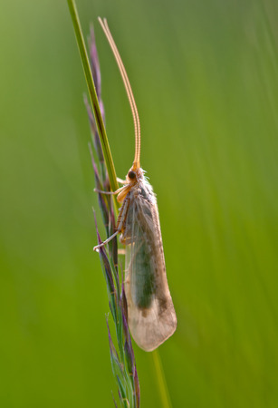 insect moth on green leaf